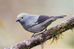 Palm Tanager